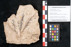 Foto (Objekt + Etikett) von Araucaria sternbergii Goeppert (NHMW-GEO-2024-0188-8298)